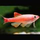 Tanichthys Albonubes gold