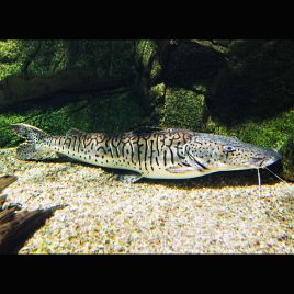Pseudoplatystoma Fasciatum 30 cm 