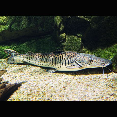 Pseudoplatystoma Fasciatum 15-18 cm  50,00 €