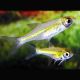 Microdevario - Rasbora Kubotai 2,50 €