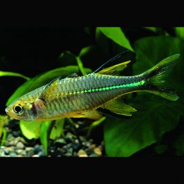 Marosatherina ladigesi - Telmatherina ladigesi 2-3 cm lot de 5