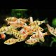 Desmopuntius Pentazona 2-3cm lot de 3  
