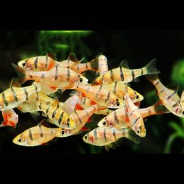 Desmopuntius Pentazona 2-3cm lot de 3  