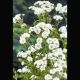 Achillea ptarmica blanches 2,95 €