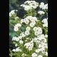 Achillea ptarmica blanches