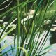 Acorus calamus pot 18 x18 cm Plantes de bassin A 9,95 €