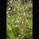 Alisma Lanceolata blanche Plantes de bassin A 2,95 €