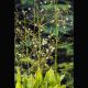 Alisma plantago-aquatica -Plantain d'eau 3,95 €