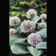 Allium karataviense - Ail ornemental 2,95 €