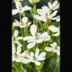 Anemopsis californica blanche 3,95 €
