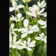 Anemopsis californica blanche Plantes de bassin A 3,95 €
