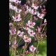 Butomus umbellatus - Jonc fleuri 8,95 €