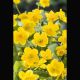 Caltha palustris jaune - Populage - souci d'eau - chaudière d'enfer Plantes de bassin C 2,95 €