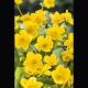 Caltha palustris jaune - Populage - souci d'eau - chaudière d'enfer 2,95 €