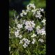 Cardamine praetensis - Cresonette 3,95 €