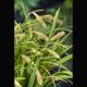 Carex pendula (épis/gras) 3,95 €