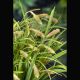 Carex pendula (épis/gras) Plantes de bassin C 3,95 €
