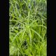 Cyperus alternifolius - Souchet ombrelle 2,95 €