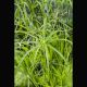 Cyperus alternifolius - Souchet ombrelle Plantes de bassin C 8,95 €