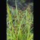 Cyperus longus - Souchet Plantes de bassin C 3,95 €
