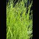 Equisetum scirpoides - Petit prêle