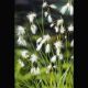 Eriophorum angustifolium - Linaigrette