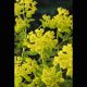 Euphorbia palustris - Euphorbe des marais 3,30 €