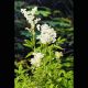 Filipendula ulmaria blanc - Reine des près, fausse spirée 3,50 €