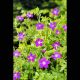 Geranium palustris - géranium des marais 3,30 €