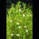 Gratiola officinalis - gratiole 3,50 €