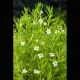 Gratiola officinalis - gratiole 
