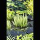Hippuris vulgaris - peste d'eau Plantes de bassin H 3,50 €