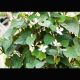 Houttuynia cordata - Houttuynie 3,30 €