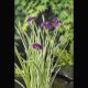 Iris kaempferi variegata - Lys des marais 3,50 €