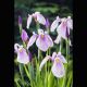 Iris laevigata Rose Queen - Lys des marais Plantes de bassin I 3,50 €