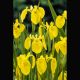 Iris pseudoacorus jaune -Lys des marais 3,50 €