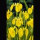 Iris pseudoacorus jaune -Lys des marais Plantes de bassin I 3,50 €