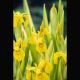 Iris pseudacorus variegata - Iris faux-acore strié 2,30 €