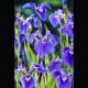 Iris Setosa bleu - Lys des marais 3,50 €