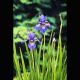 Iris Sibirica - Iris de Sibéri bleu 2,30 €