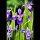 Iris versicolor - Lys des marais Plantes de bassin I 3,50 €