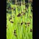 Juncus effusus - Jonc 3,50 €