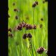 Juncus ensifolius Spiralis (épis/gras) - jonc spiralé - jonc tortueux 3,50 €