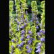 Lobelia siphilitica - Lobélie siphilitique  2,30 €