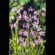 Lychnis flos-cuculi - Œillet des près