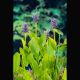 Pondeteria cordata - Jacinthe de l'eau bleu Plantes de bassin P 3,50 €