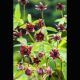 Potentilla palustris - Comaret Plantes de bassin P 2,30 €