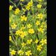 Ranunculus flamula jaune - Renoncule de berge 2,90 €