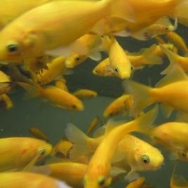 Poisson jaune 7-10 cm lot de 10 