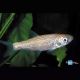 Carpes mangeuses d'algues albinos 12-15 cm lot de 5 Tanches & carpes & divers 39,50 €